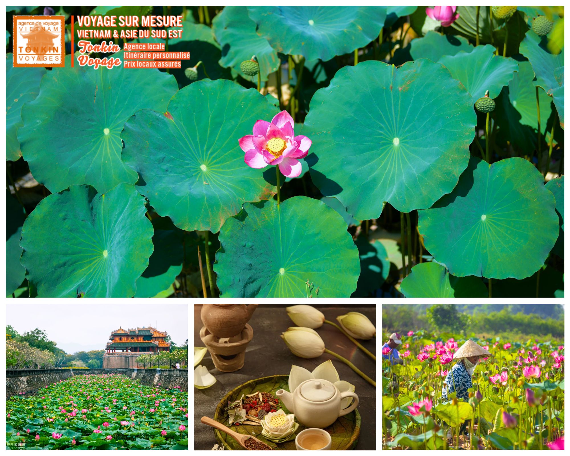 Voyage au Vietnam Calendirer des plus bells floraisons au Vietnam fleurs de Lotus &agrave; Hue